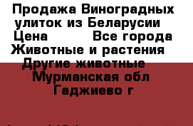 Продажа Виноградных улиток из Беларусии › Цена ­ 250 - Все города Животные и растения » Другие животные   . Мурманская обл.,Гаджиево г.